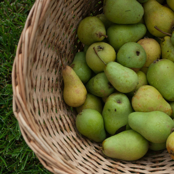 Family Pear Tree