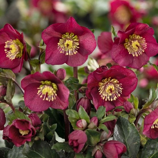 'Bennotta' Snow Rose | 'Ice N' Roses®' Series | Hellebore Gold Collection®
