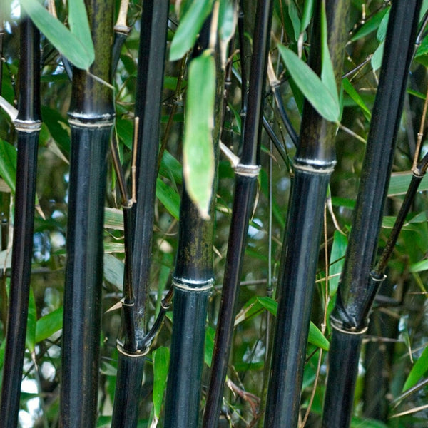 Black Bamboo | Phyllostachys nigra