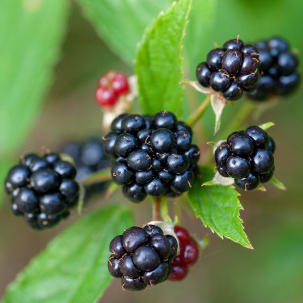 'Tiny Black' Blackberry Plants