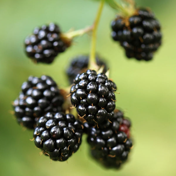 'Opal' Dwarf Blackberry Plant