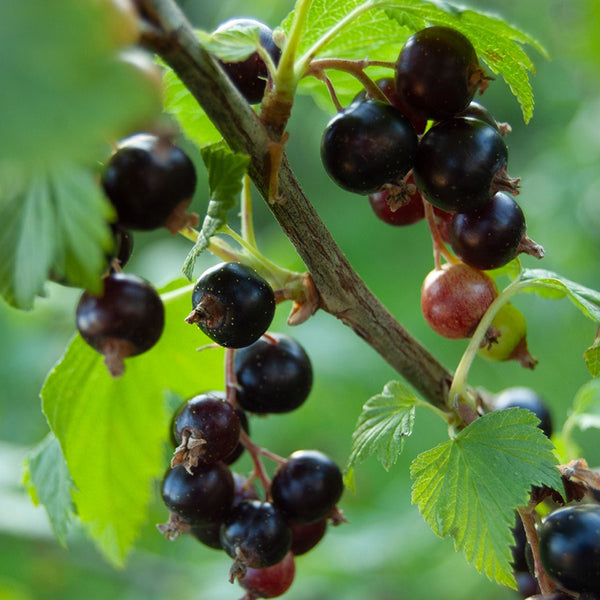 'Ben Nevis' Blackcurrant Bush