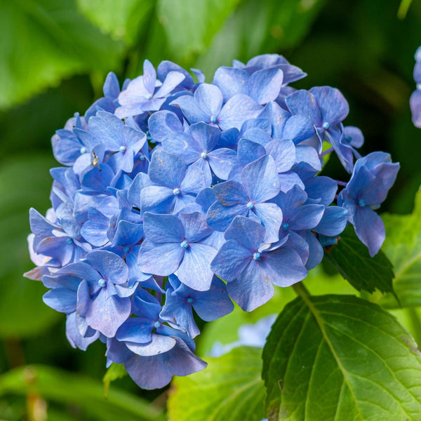 Hydrangea macrophylla 'Little Blue'