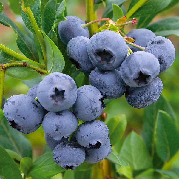 Blueberry Plant 'Sunshine Blue'