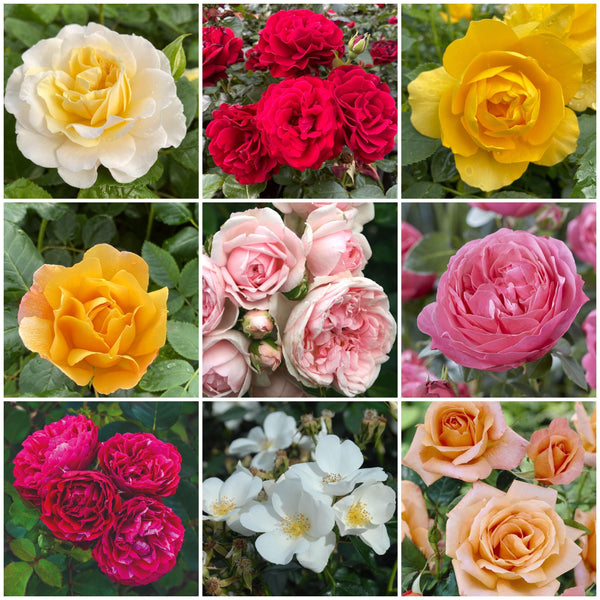 Shrub Rose Collection | Roses For The Border
