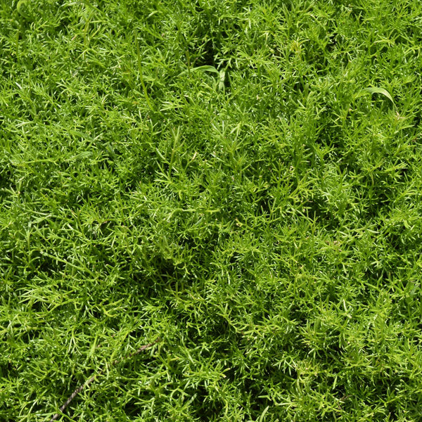 'Treneague' Lawn Chamomile Plant
