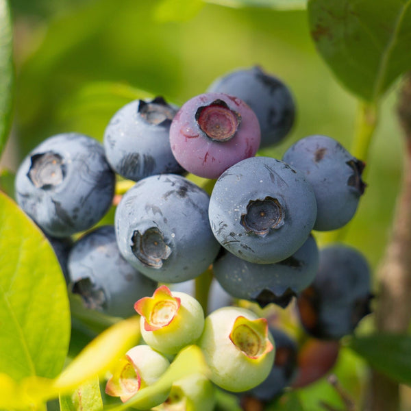 'Chandler' Blueberry Bush