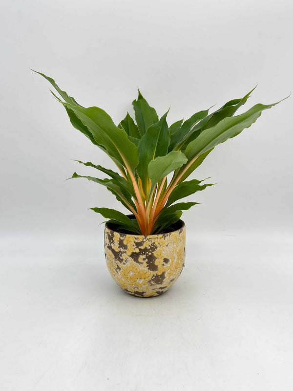 Chlorophytum Orchidastrum, Spider Plant, Green Orange Plant