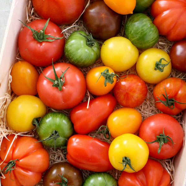 Colourful Tomato Plants Collection