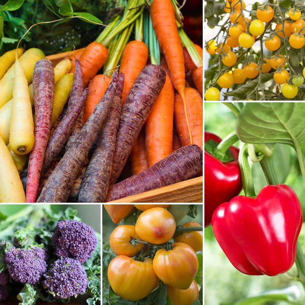 Colourful Vegetable Plants