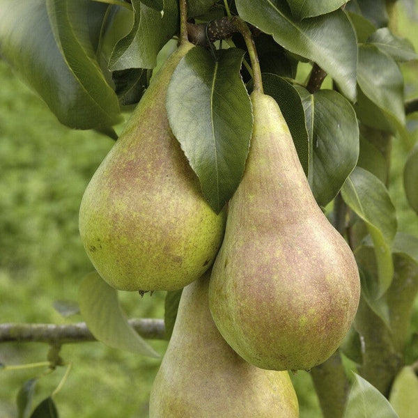 'Concorde' Pear Tree