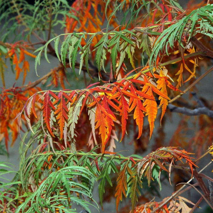 Cut-Leaved Sumach Tree | Rhus typhina 'Laciniata' – Plantroops United ...