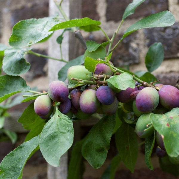 'Czar' Plum Tree