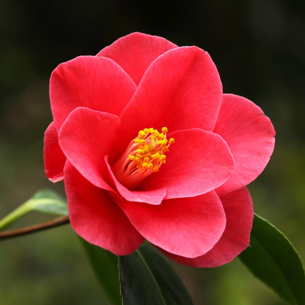 Camellia japonica 'Doctor King'