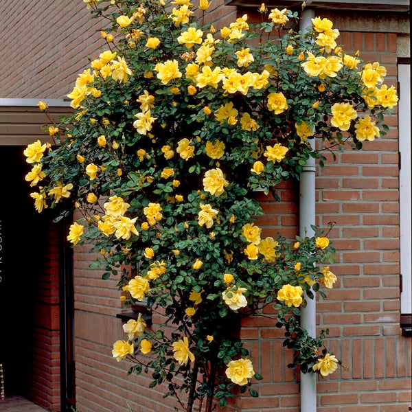 'Gardeners' Glory' Climbing Rose
