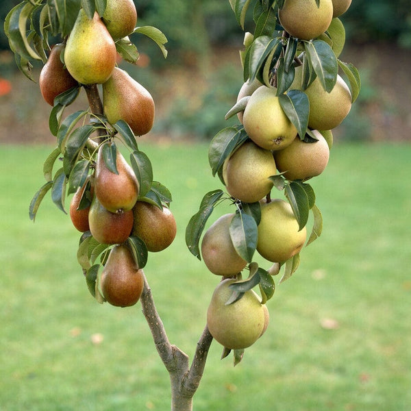 Duo Pear Tree | 'Conference' & 'Williams' Bon Chrétien'