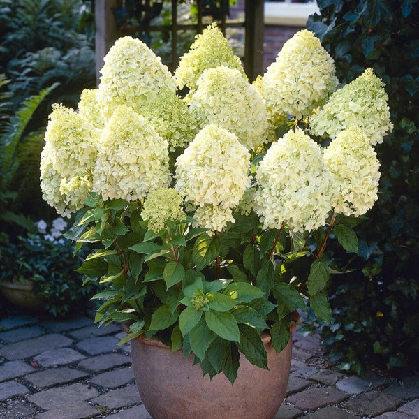 Hydrangea paniculata 'Limelight'