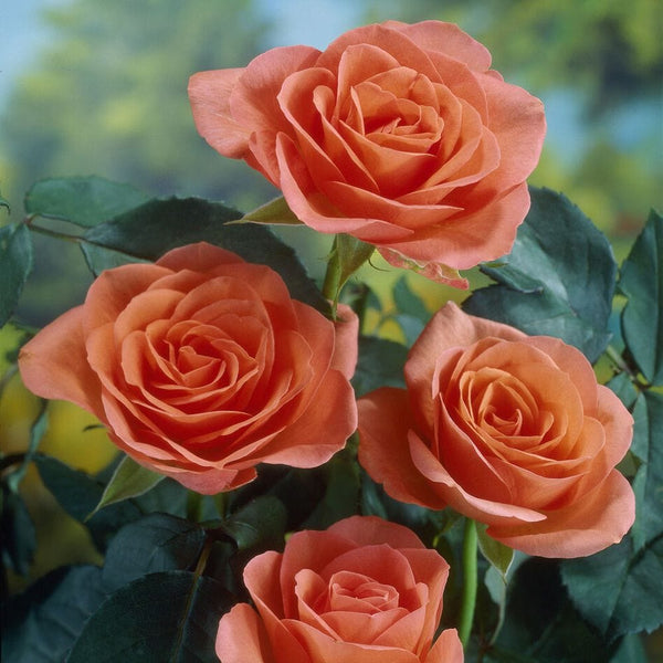 'Lambada' Shrub Rose