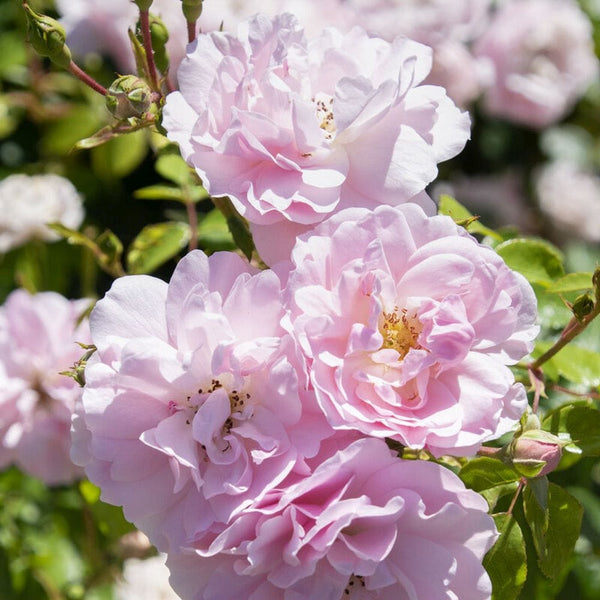 'Bonica' Shrub Rose