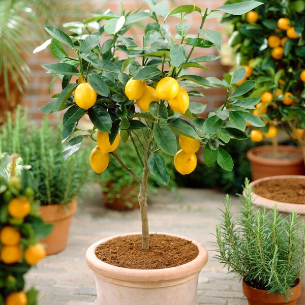 Grafted Patio Lemon Tree | 4 Seasons Lemon