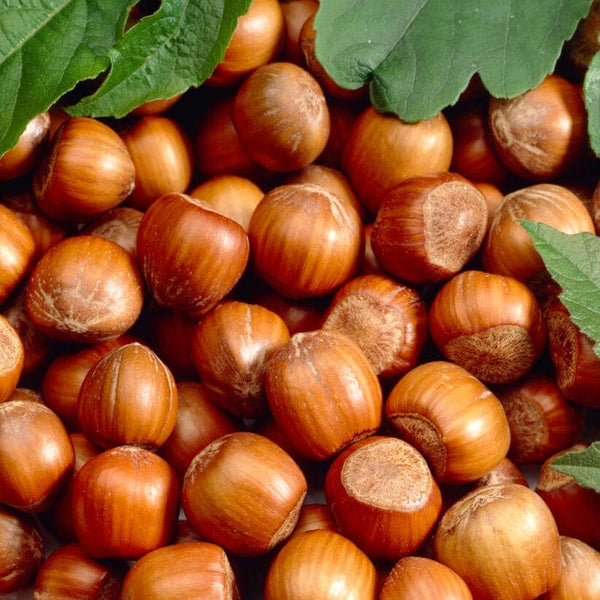 'Cosford' Hazelnut Tree | Corylus avellana