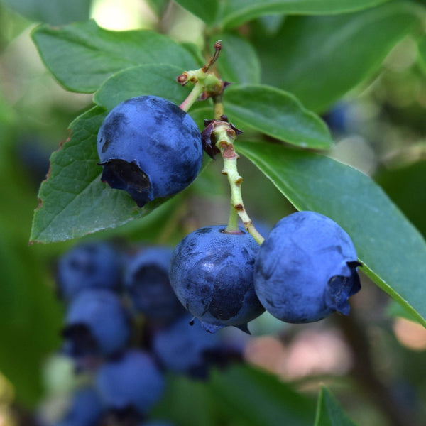 'Goldtraube' Blueberry Bush