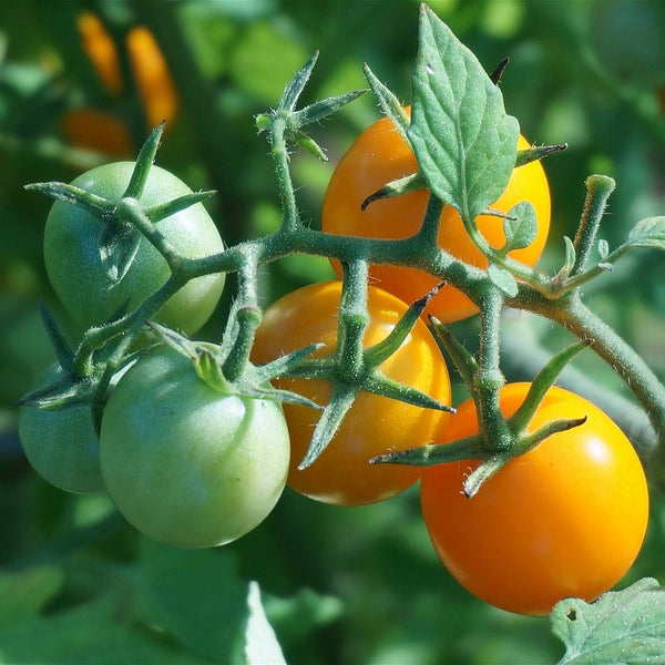 'Goldwin' Tomato Plant