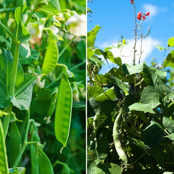 Gourmet Beans & Peas Collection