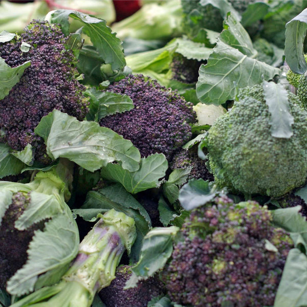 Gourmet Broccoli Plants Collection