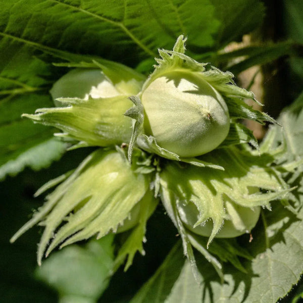 Common Hazel Hedging | Corylus avellana