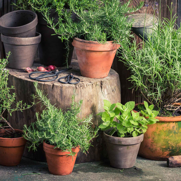 Herb Garden in a Box