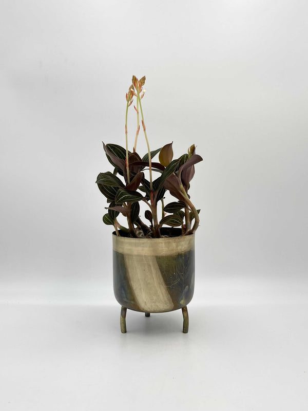 Jewel Orchids Ludisia Discolor