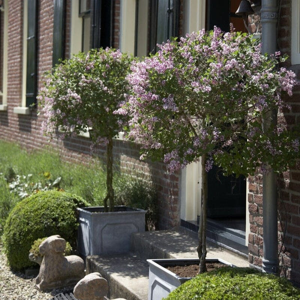 Patio Lilac Tree | Syringa 'Flowerfesta® Pink'