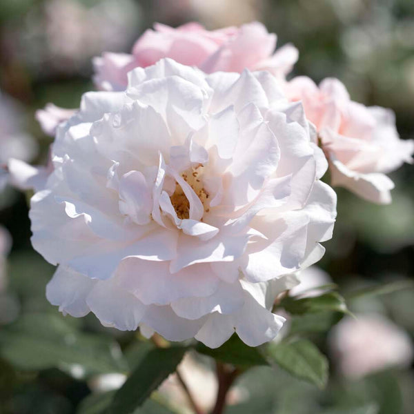 'A Whiter Shade of Pale' Hybrid Tea Rose