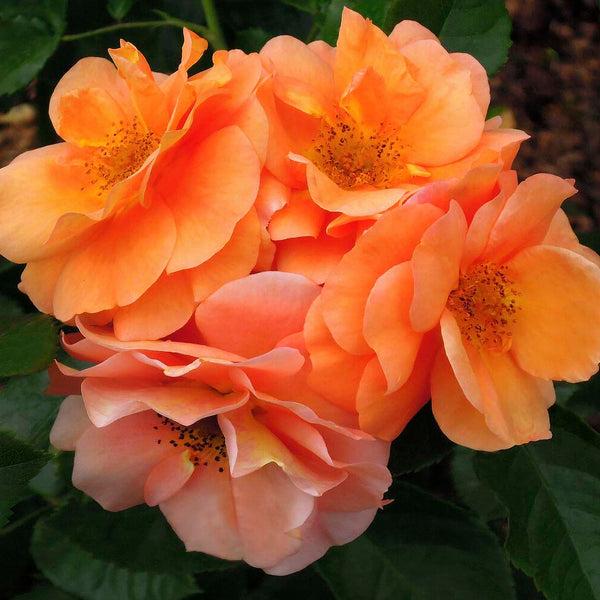 'Together Forever' Floribunda Rose