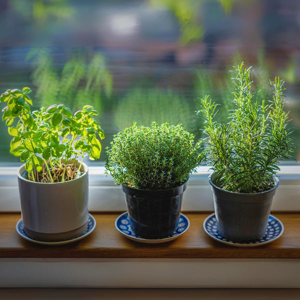 Mediterranean Herb Plants Collection