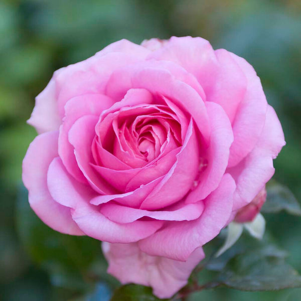 'Mum in a Million' Hybrid Tea Rose