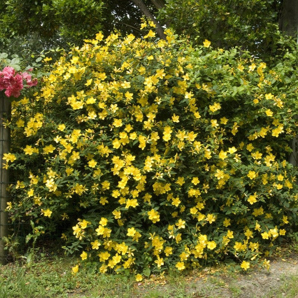 St John's Wort | Hypericum 'Hidcote'