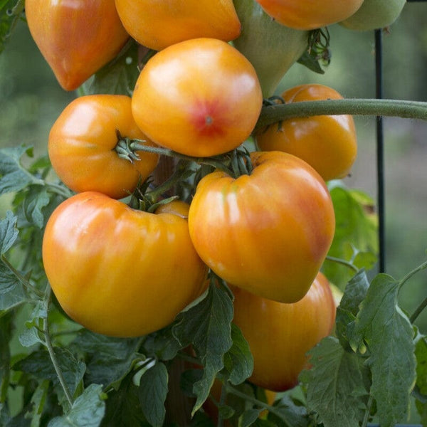 'Gourmansun' Tomato Plant