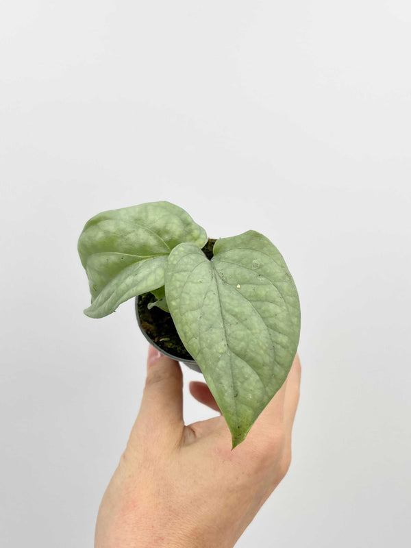 Monstera Amydrium Medium Silver, Baby Plant