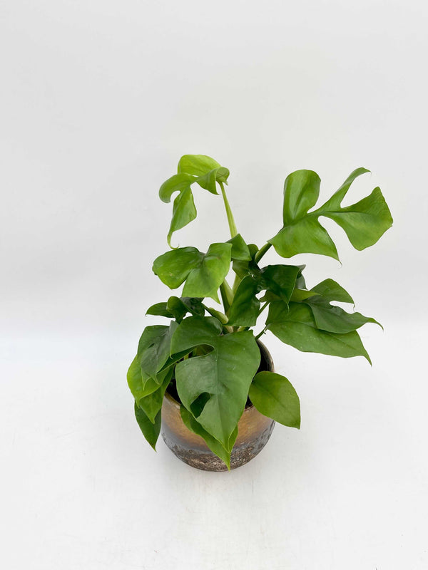 Monstera Minima Philodendron Rhapidophora