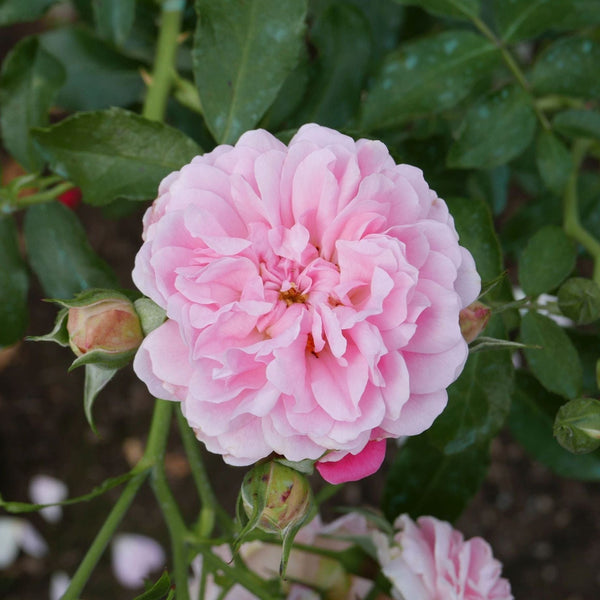 'My Beloved Mother' Shrub Rose