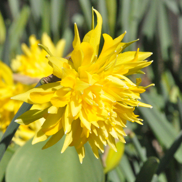 Narcissus 'Rip van Winkle'