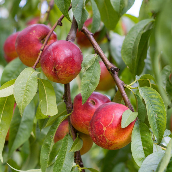 'Red Gold' Nectarine Tree