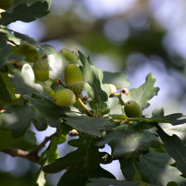 English Oak Hedging | Quercus robur