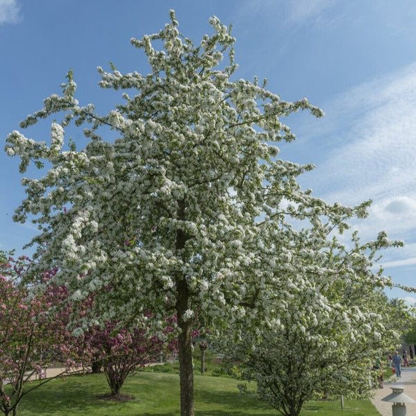 'Butterball' Crabapple Tree
