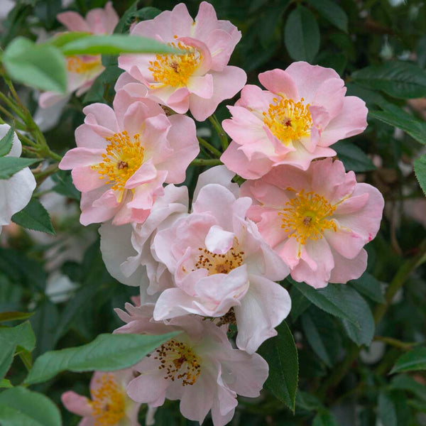 'Open Arms' Climbing Rose