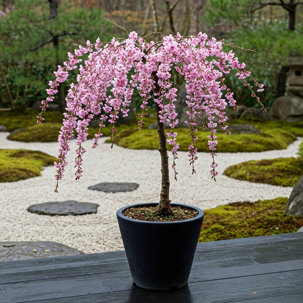 Patio Cherry Blossom Tree | Prunus 'Kiku-shidare-zakura'