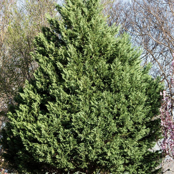 Blue Leyland Cypress | Cupressocyparis leylandii 'Haggerston Grey'