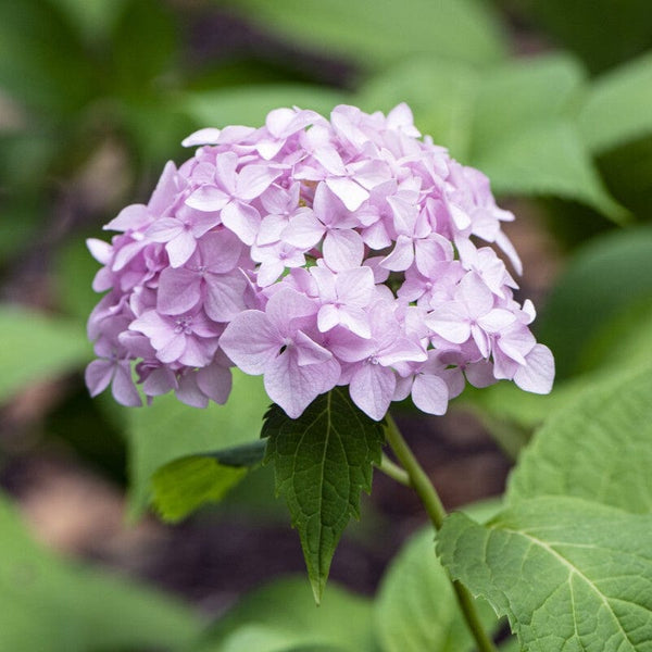 Hydrangea macrophylla 'Bouquet Rose'